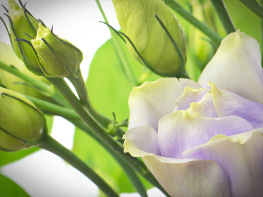 威能在领导力中的重要性与实践应用