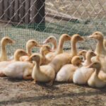 1998年福利彩票开奖现场实况录像回顾 1ook90vw