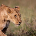 3d开奖历史最近500期开奖查询结果完整版 8j53u