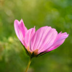 3D开奖单选精准预测与最新结果揭晓 dwry5