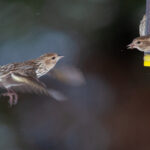 3d开奖960最新结果查询与中奖号码公布 pflduan9