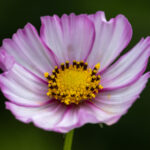 1月1号开奖盛典,幸运大奖花落谁家? qb261