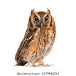 3D开奖历史853期前后关联走势深度解析 vin1gjufj2