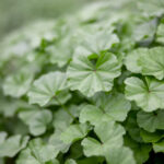 1999年全年完整开奖结果详细记录与回顾 w1pf7ulm